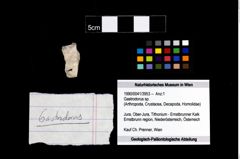 Foto (Objekt + Etikett) von Gastrodorus sp.  (NHMW-GEO-1990-0041-3953)